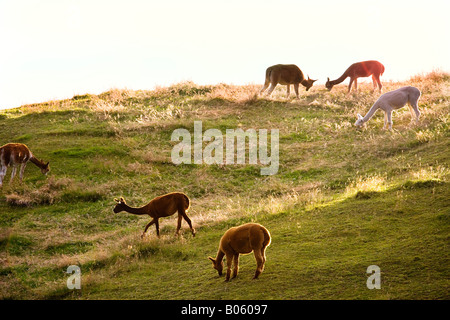 Alpaka Weiden auf einem Feld in der Bay of Plenty, Nordinsel, Neuseeland. Stockfoto