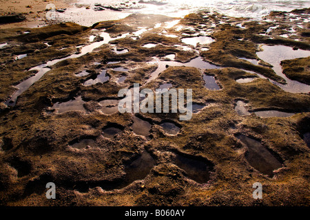 Fels-Pools, die von Goat Island marine Reserve, Leigh, Neuseeland Abend Sonnenlicht reflektieren. Stockfoto