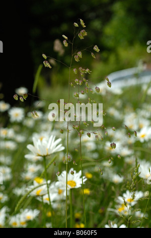 Bebende Rasen, Briza media Stockfoto