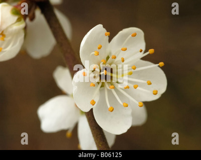 Wilde Blume Pflaume, Prunus domestica Stockfoto