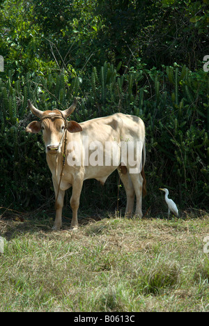 Kuh mit Kuhreiher in Peninsula de Zapata, Kuba. Stockfoto