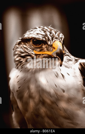 Ein Steinadler, genommen aus der Ferne während stationär auf einem Pfosten. Dies ist ein Gefangener Raubvogel Stockfoto