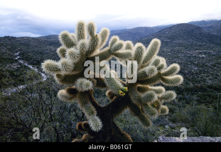 Teddybear Cholla Kaktus auch bekannt als ein springender Kaktus im Saguaro National Monument in der Sonora Wüste in der Nähe von Tucson Arizona Stockfoto