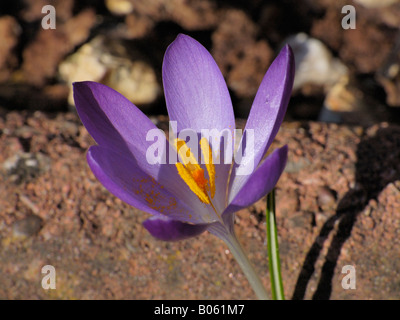 Frühe Krokusse, Crocus tommasinianus Stockfoto