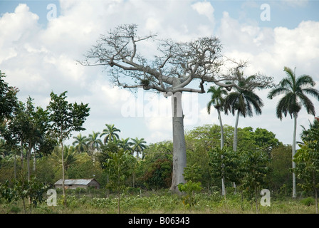 Landschaftsansicht der Peninsula de Zapata, Kuba. Stockfoto