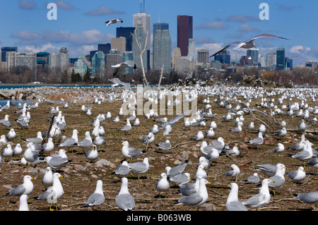 Masse der Zucht Ring abgerechnet Möwen am Leslie Street spucken nisten Garten mit Skyline von Toronto Stockfoto