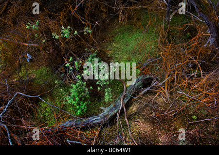 Moos und alten verfallenden Zweige in Moos und Algen rund um Thermalbecken Gebiet Rotorua, Neuseeland abgedeckt. Stockfoto