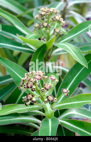 EUPHORBIA MELLIFERA IN BLÜTE ENDE APRIL Stockfoto