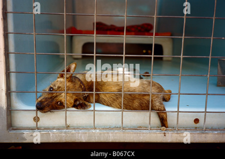 Niedlichen Welpen Hund im Tierheim Stockfoto