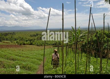 Eine kongolesische Frau steht in einem landwirtschaftlichen Gebiet in der Provinz Nordkivu im Osten der DR Kongo Afrika Stockfoto