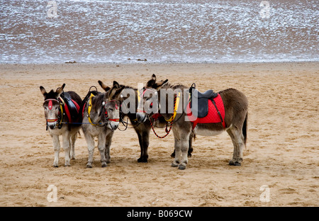 ESEL AM STRAND VON CLEETHORPES. LINCOLNSHIRE. ENGLAND. UK Stockfoto