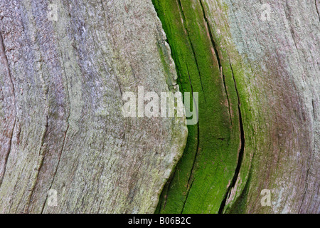 Nahaufnahme mit Eichenholz-Texturen, Sherwood Forest Nature Reserve, Nottinghamshire, Großbritannien Stockfoto