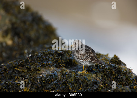 Purple Sandpiper Calidris maritima, Erwachsene Winter gefiederten Vogel auf Algen bedeckten Felsen, Yorkshire, Großbritannien Stockfoto