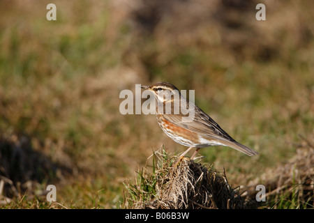 Rotflügel Turdus iliacus, erwachsener Wintervogel auf Gras, Yorkshire, Großbritannien Stockfoto