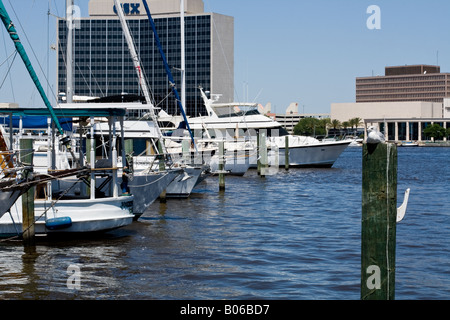 Möwe sitzt auf einem hölzernen Stapeln von Yachten im Wasser am St. Johns River mit Downtown Jacksonville als Hintergrund Stockfoto