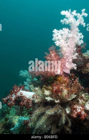 Weichkorallen auf einem Riff vor einem blauen Hintergrund unter Wasser Stockfoto