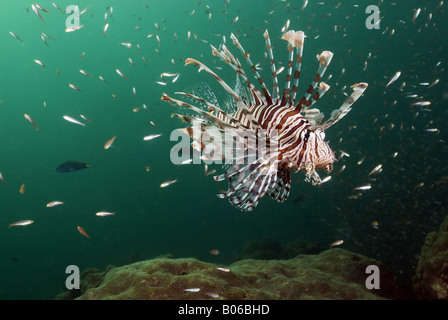 Feuerfische, umgeben von kleinen Fischen und Schwimmen über ein Korallenriff unter Wasser Stockfoto