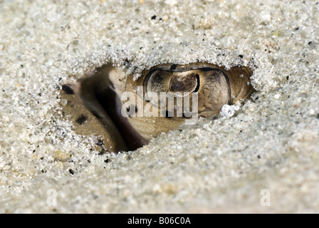 Auge blau gepunkteten Rochen im Sand unter Wasser Stockfoto