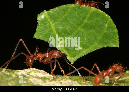 Atta Ameisen mit einem Blatt (Venezuela, Südamerika) Stockfoto