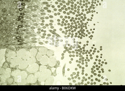 Epitheliale Luftröhre Stockfoto