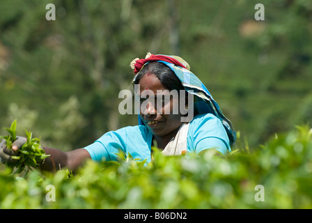 Weibliche Tee Picker auf einer Teeplantage, Hill Country.Sri Lanka. Stockfoto