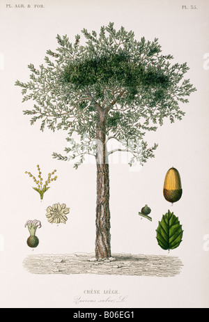 Quercus Suber, Korkeiche Stockfoto