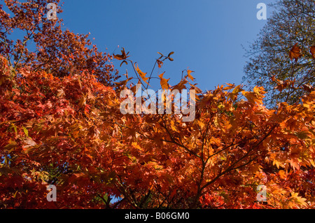 Herbstlaub mit blauem Himmel Stockfoto