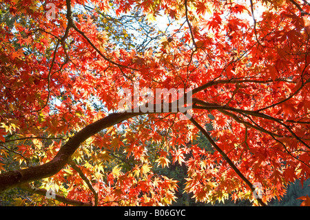 Sonne auf Blätter im Herbst Stockfoto
