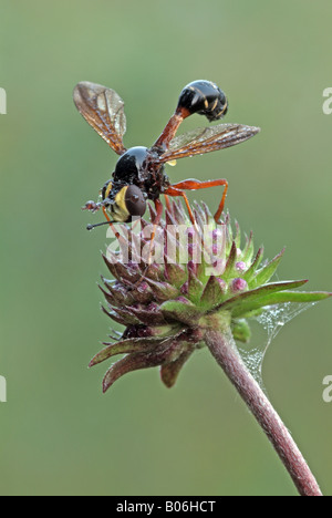 Unter der Leitung von dicken Fliege (Physocephala Art) auf Blume Stockfoto