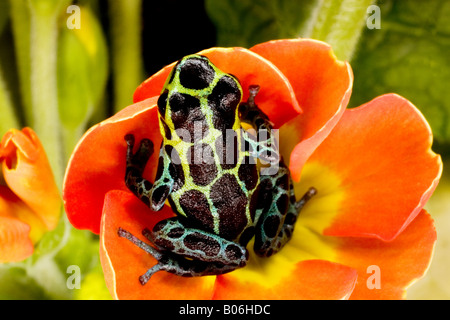 Pfeilgiftfrosch (Dendrobates Variabilis), Peru Stockfoto