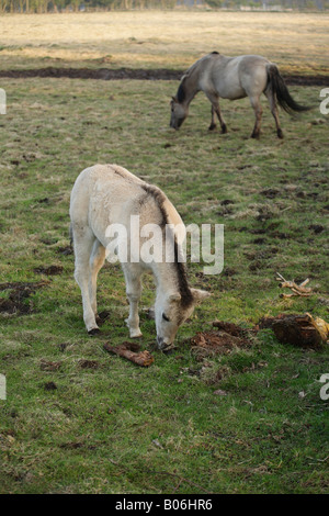 Wilden Tarpan Ponys Redgrave und Lopham Fen, Suffolk. Stockfoto