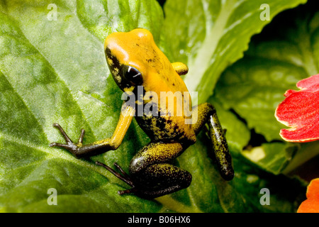 Pfeilgiftfrosch (Phyllobates bicolor), Kolumbien Stockfoto