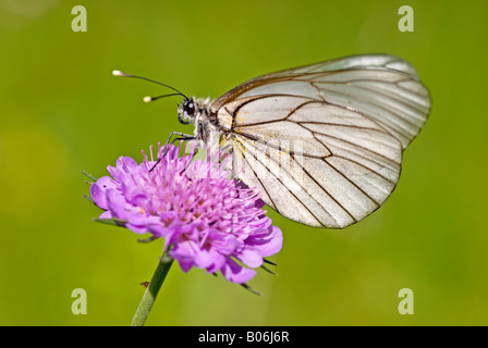 Schwarz-veined White (Aporia Crataegi) auf Witwenblume Blüte Stockfoto