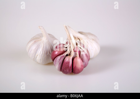 Knoblauch Zwiebeln Stockfoto