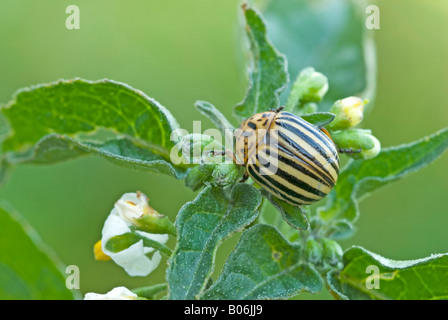 Kartoffelkäfer (Leptinotarsa Decemlineata) auf eine blühende Kartoffelpflanze Stockfoto