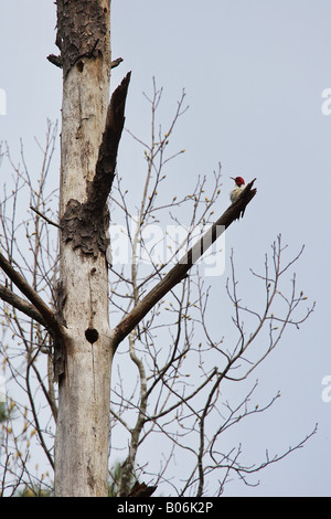 Ein Specht rot unter der Leitung bei der Verschachtelung Hohlraum in einem Wald in der Nähe von Atlanta Georgia Stockfoto