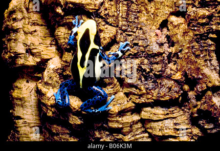 Poison dunkle Frosch (Dendrobates Tinctorius), Surinam Cobalt, Surinam Stockfoto