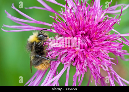 Schrille Carder Bee (Bombus Sylvarum) auf Brown Flockenblume (Centaurea Jacea) Blume Stockfoto