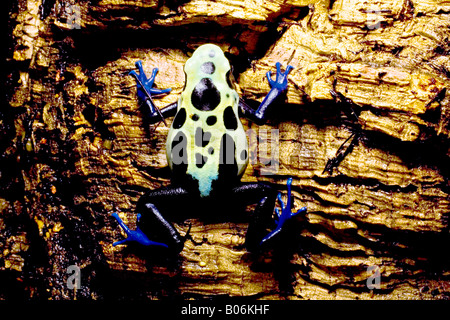 Poison dunkle Frosch (Dendrobates Tinctorius), Surinam Cobalt, Surinam Stockfoto