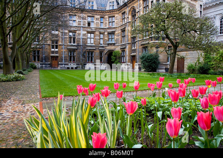 Teil des Quad, bekannt als die Tree Court am Gonville und Caius College der Universität Cambridge, Cambridge, England, UK Stockfoto