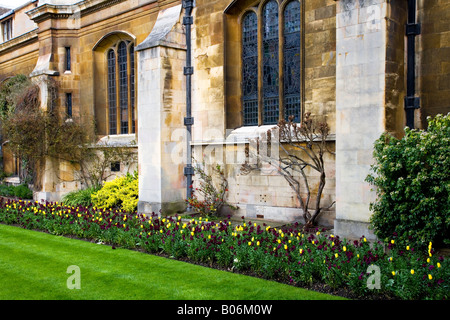 Tulpen und Mauerblümchen vor der Kapelle am Gonville & Caius College, Cambridge University, England, UK Stockfoto