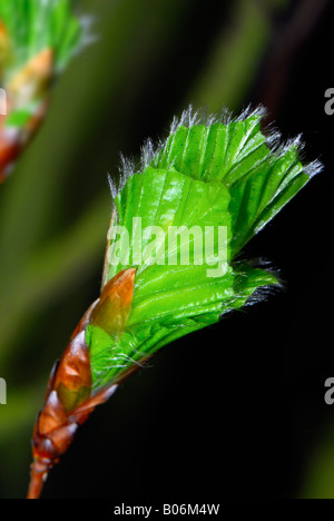 Fagus Sylvatica (Rotbuche) schießen im Frühjahr Stockfoto