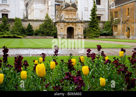 Tulpen und Mauerblümchen mit Gate of Honour im Hintergrund am Gonville & Caius College, Cambridge University, England, UK Stockfoto