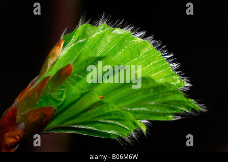 Fagus Sylvatica (Rotbuche) schießen im Frühjahr Stockfoto