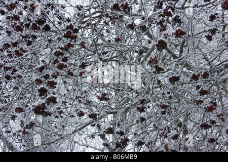 Vogelbeeren Baum unter Schnee, Wologda, Russland Stockfoto