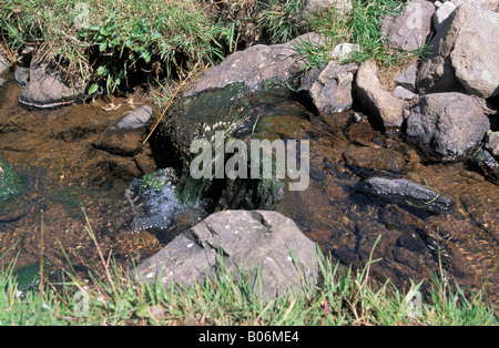 Bach über Felsen Stockfoto