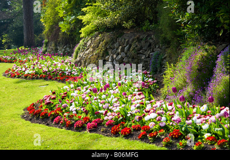 Wellige Grenze der Frühling Tulpen und Bellis Perennis-Gänseblümchen am städtischen Gärten, Swindon, Wiltshire, England, UK Stockfoto