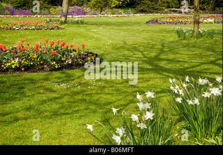 Weiße Feder Narzissen und rote Tulpen am städtischen Gärten, Swindon, Wiltshire, England, UK Stockfoto