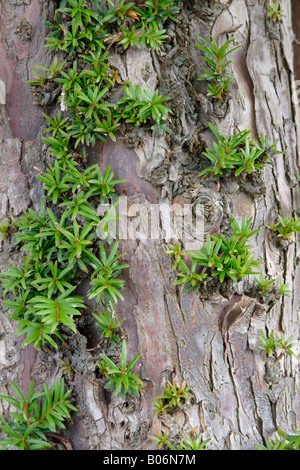 Gemeinsamen Eibe (Taxus Baccata) sprießen neue Wachstum, UK Stockfoto