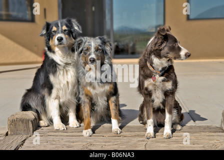 Drei Australian Shepherds, die nebeneinander sitzen Stockfoto